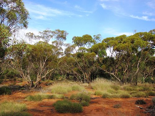 Gluepot, South Australia